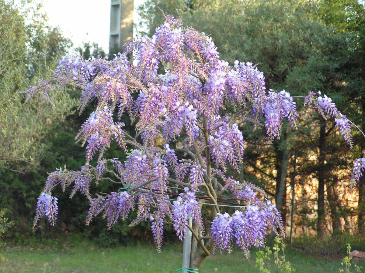 德拉吉尼昂Le Jardin Des Selves住宿加早餐旅馆 外观 照片